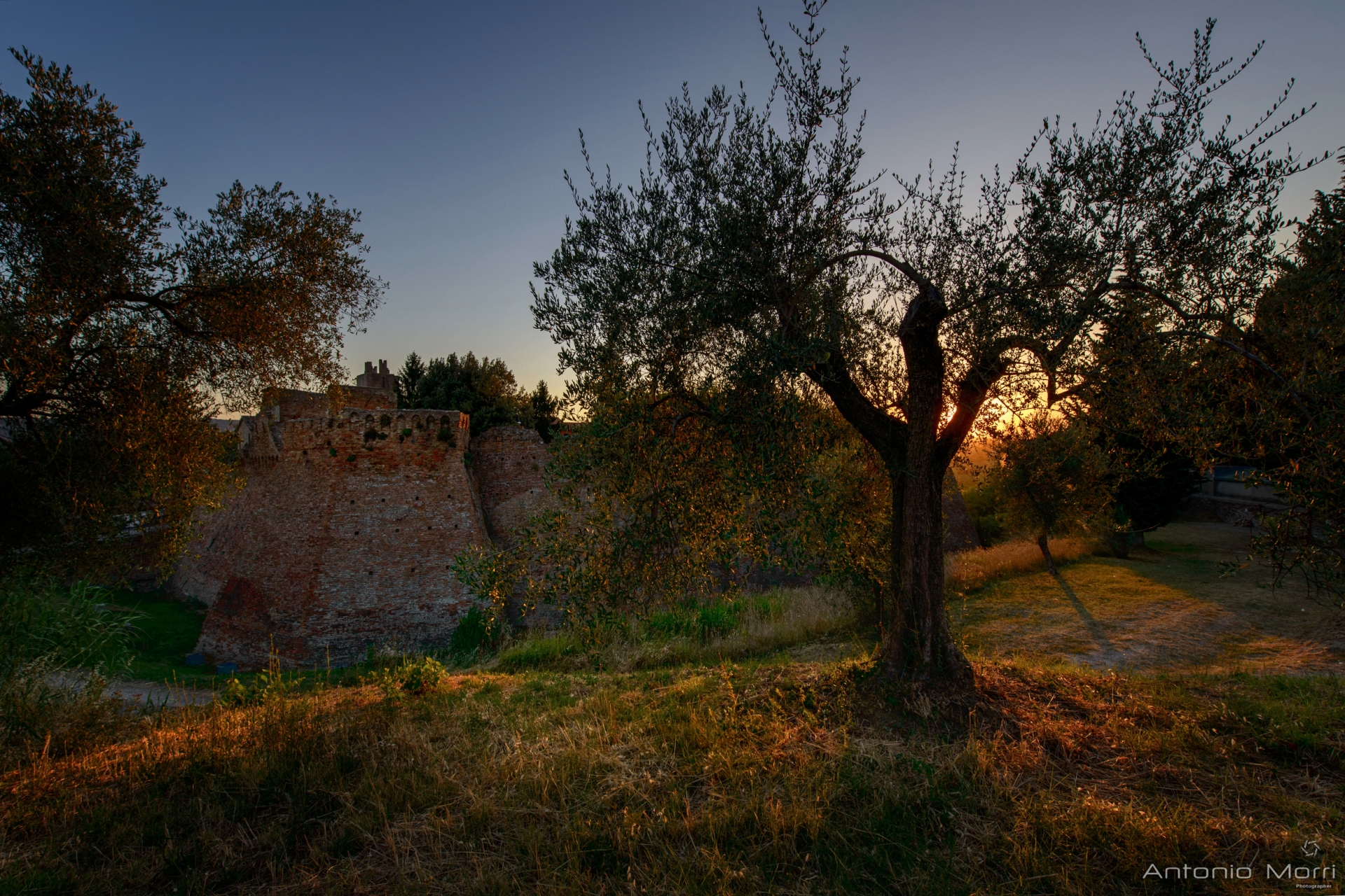 Olive trees at the castle photo by Antonio Morri