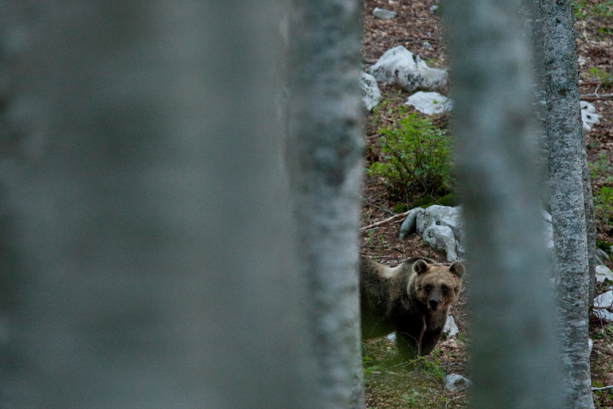 Orso in una faggeta primordiale - Bruno D'Amicis