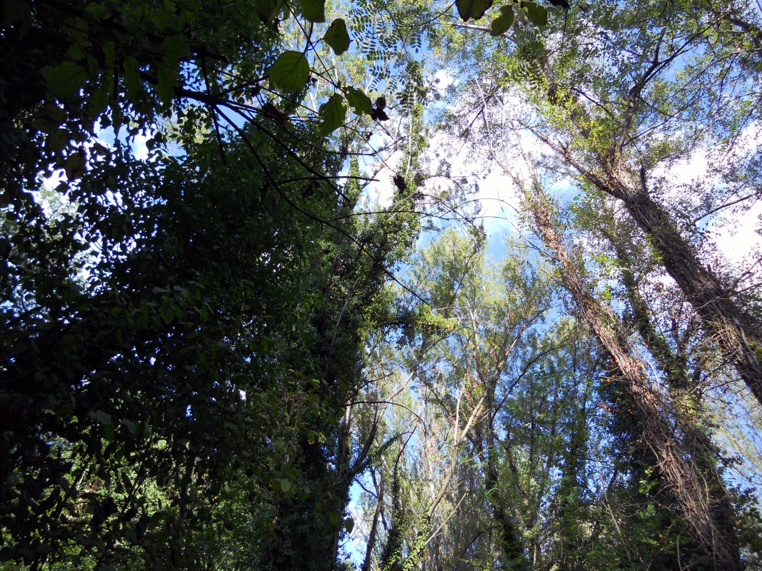 Vista alberi monimentali - Albertoc