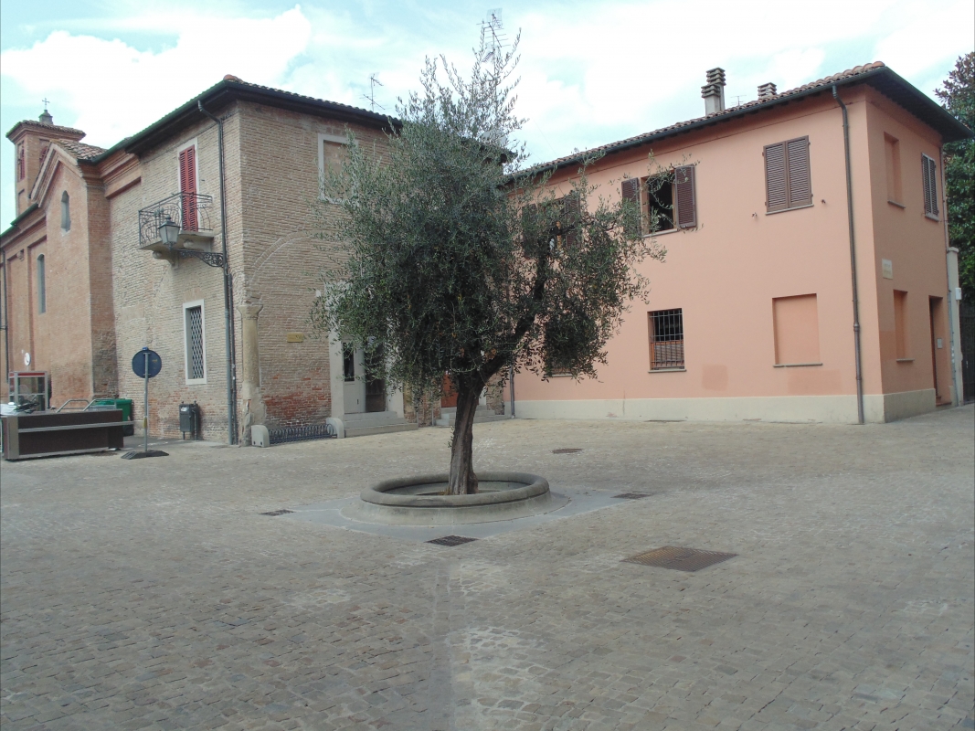 Piazza ulivo intera - Maurolattuga