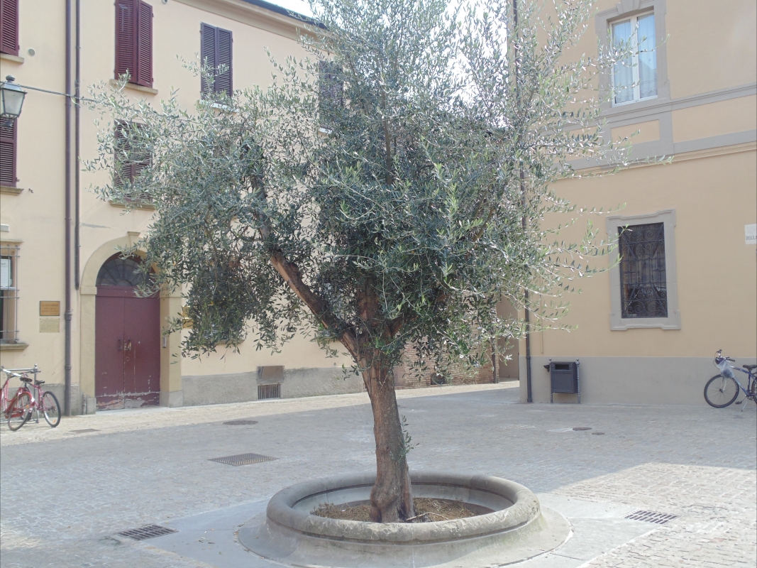 Piazza ulivo albero - Maurolattuga