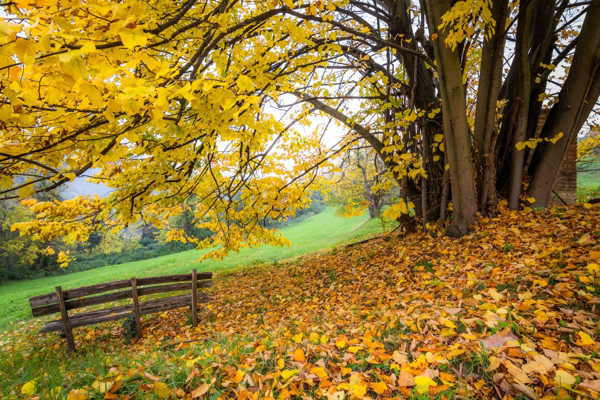 Autumn in Pellegrino Park - Ugeorge