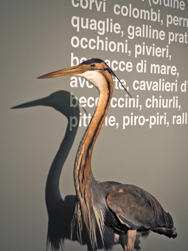Imola Museo Sa Domenico uccello - Bolorsi