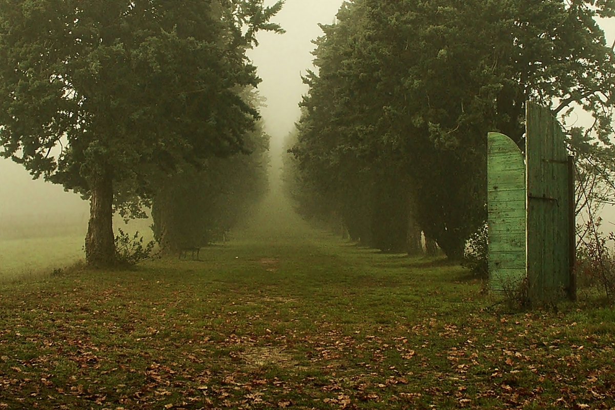 La nebbia avvolge il viale dei cento cavalieri nel parco di Villa Silvia - Luca Spinelli Cesena