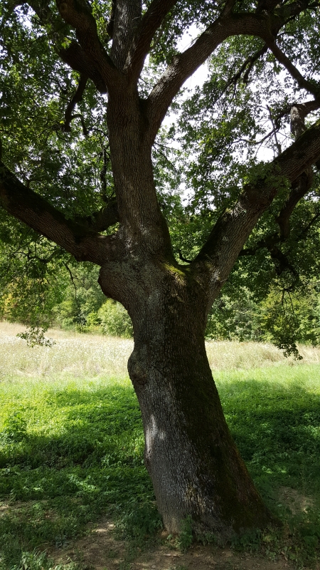 L'albero vicino l'Abbazia - Marco Musmeci