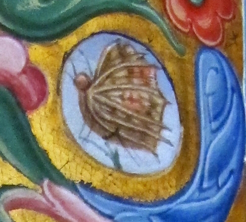 Jacopo filippo argenta e fra evangelista da reggio, antifonario XII, 1493, 08,1 farfalla - Sailko