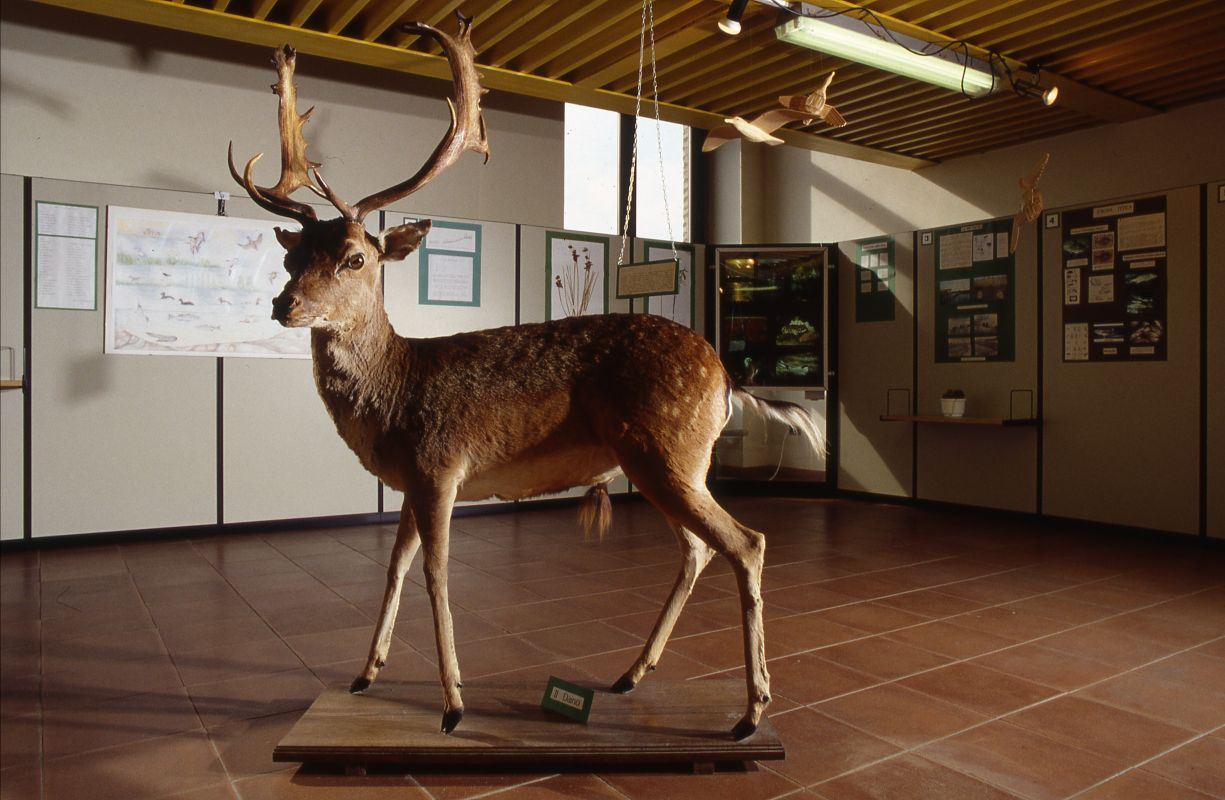 Museo del Parco del Delta. Cervo - Samaritani