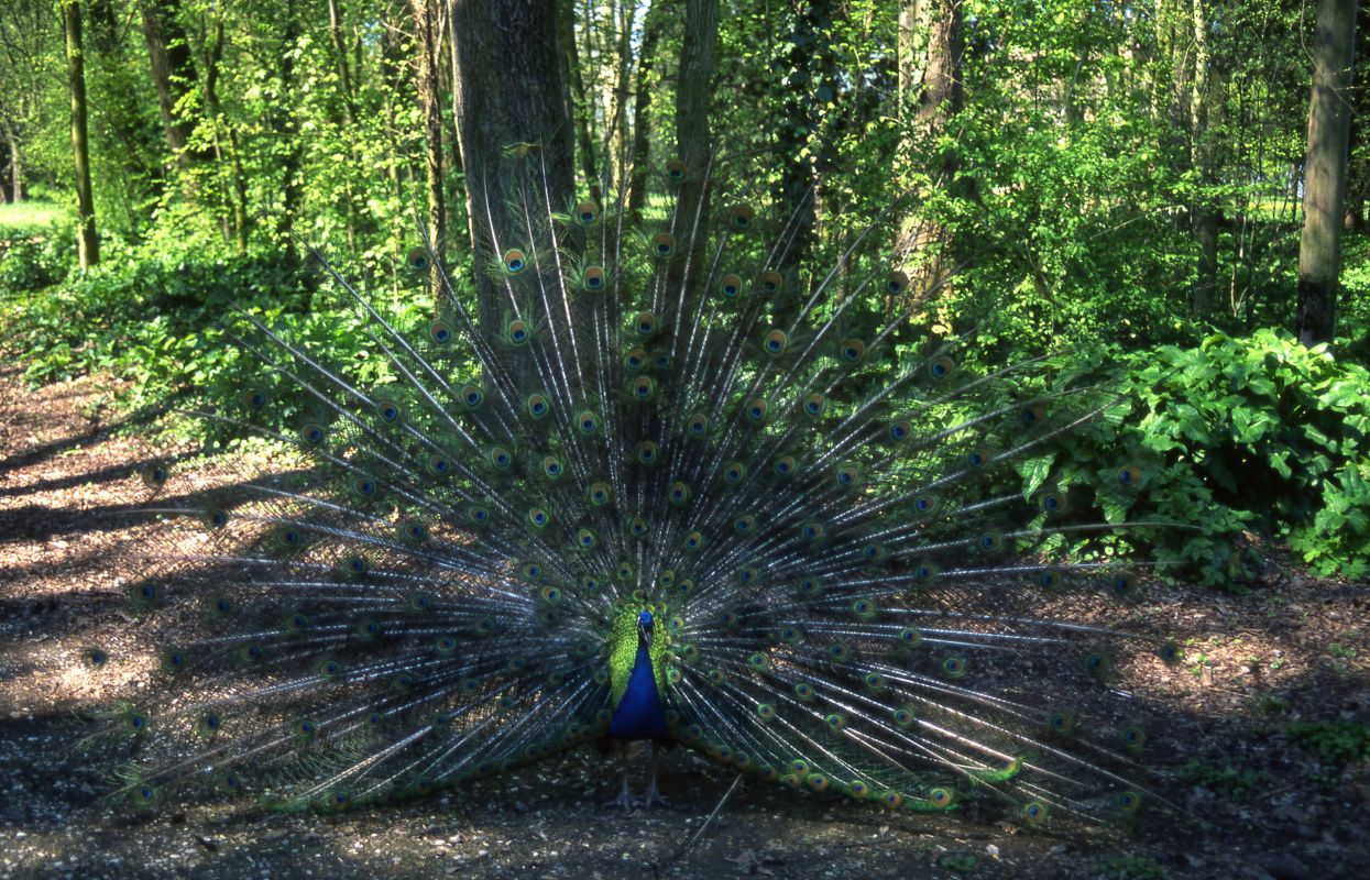 Un pavone nel parco di Villa Massari-Ricasoli - Meneghetti