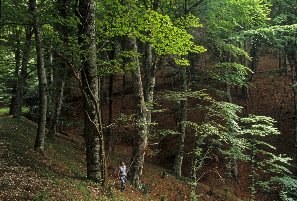Foresta Umbra - Vittorio Giannella