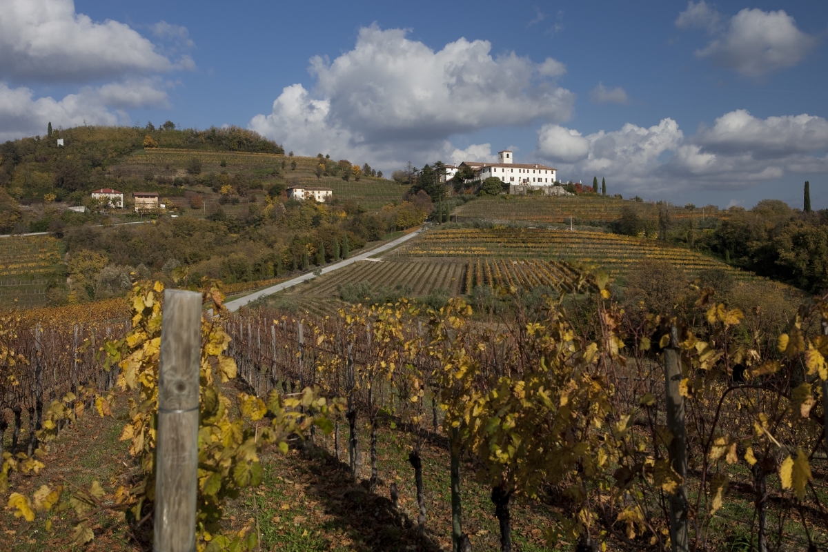 Rosazzo Abbey - Vineyards - Fabrice Gallina