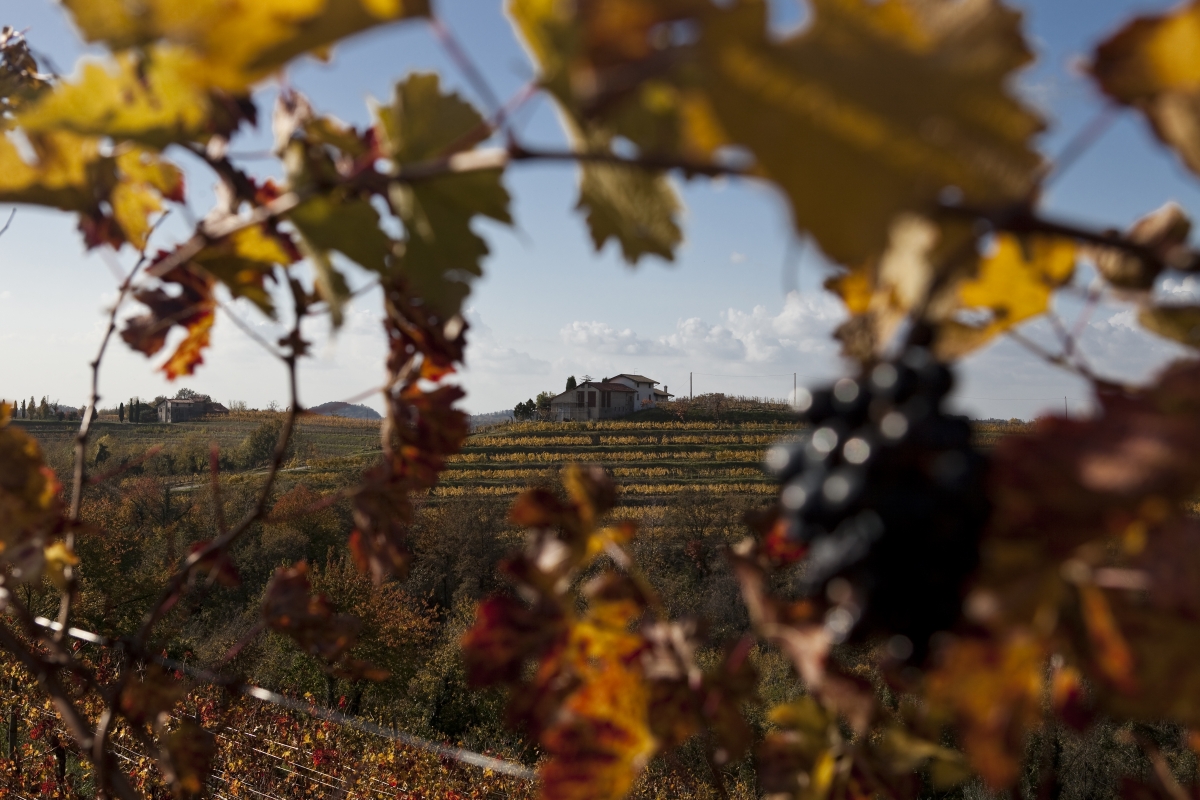 Rosazzo Abbey - Vineyards - Fabrice Gallina