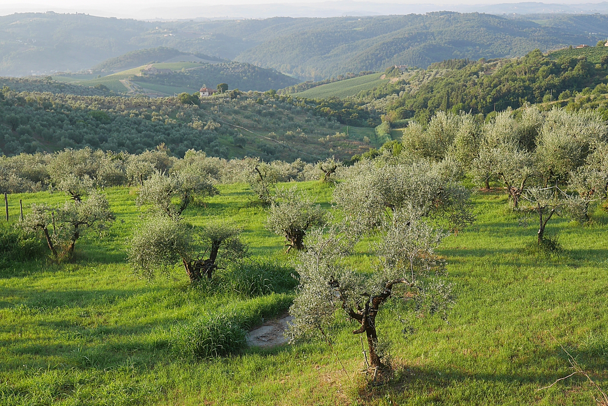 Olive tree grove - Enrico Caracciolo