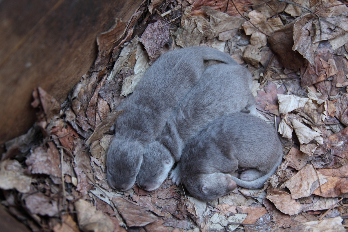 Cuccioli di lontra - Abruzzo Turismo