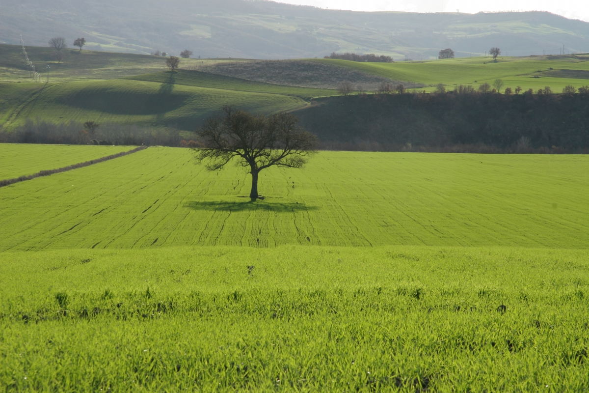 Countryside of Irsina - Archivio fotografico APT Basilicata