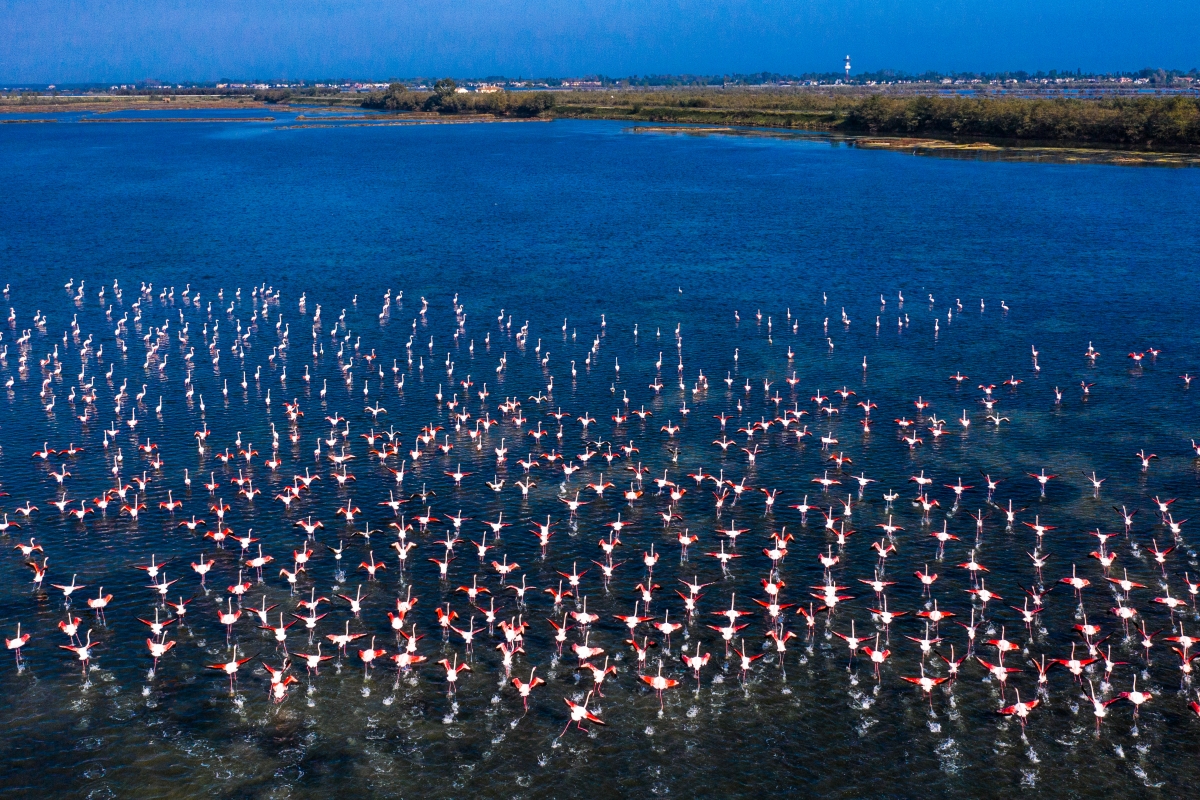 Fenicotteri nel Parco del Delta del Po Veneto - Regione Veneto