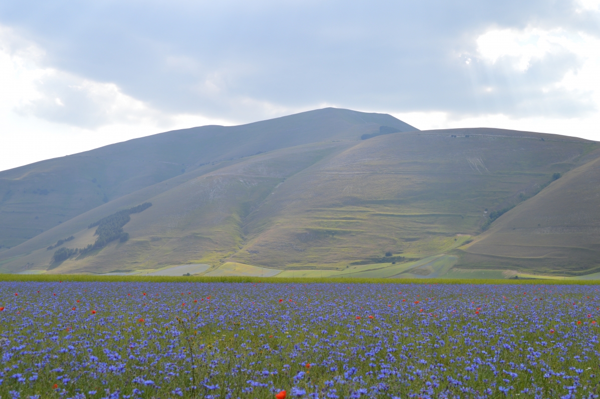 Piani di Castelluccio - © Umbria Tourism - www.umbriatourism.it