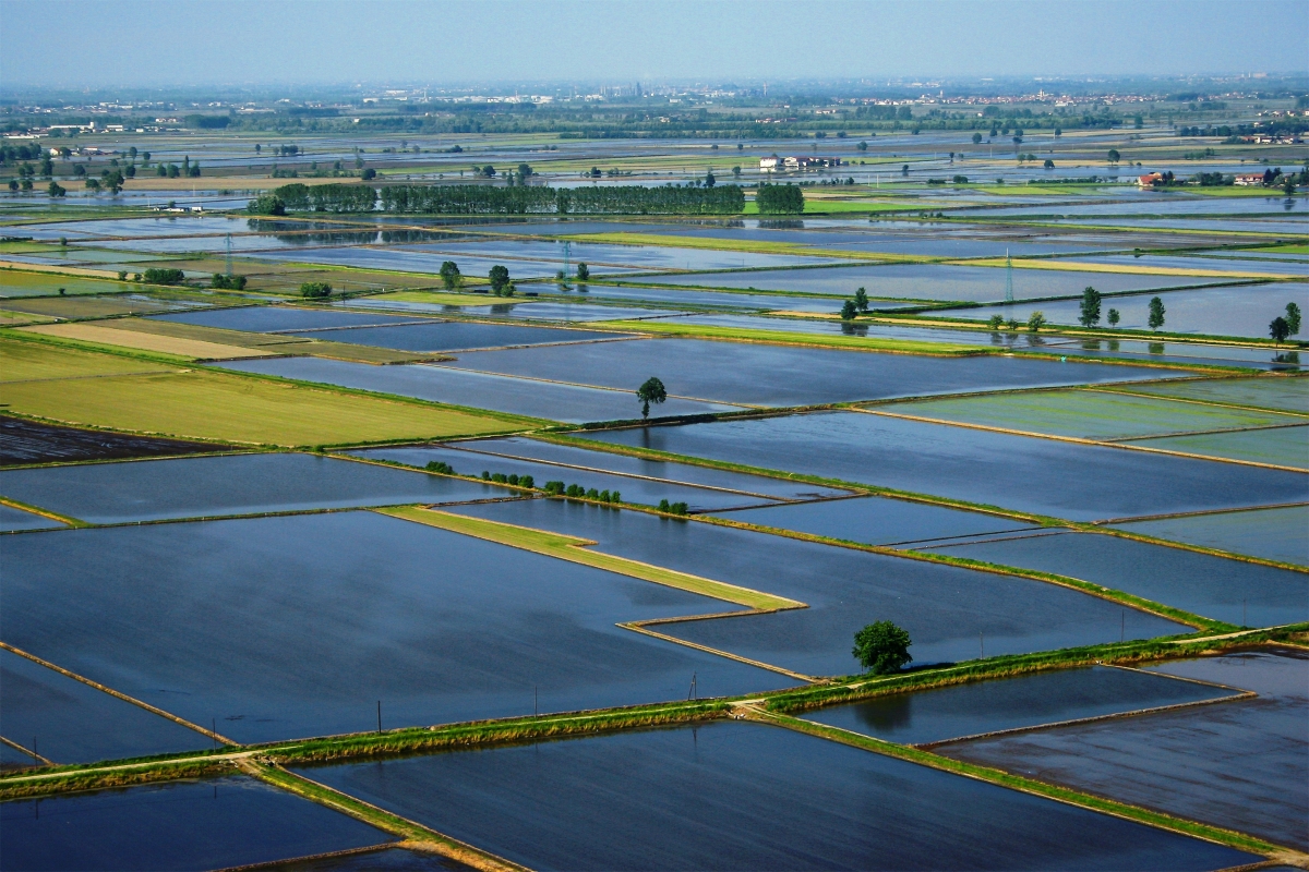 Rice fields of Novara - Archivio Agenzia di Accoglienza e Promozione Turistica Locale Provincia di  Novara