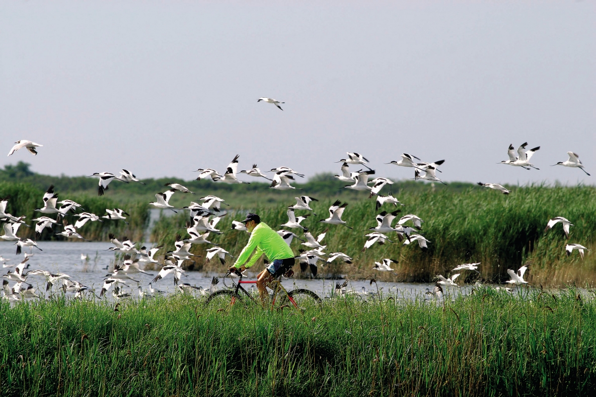 Valli di comacchio in bicicletta - Archivio Fotografico Prov. Ferrara
