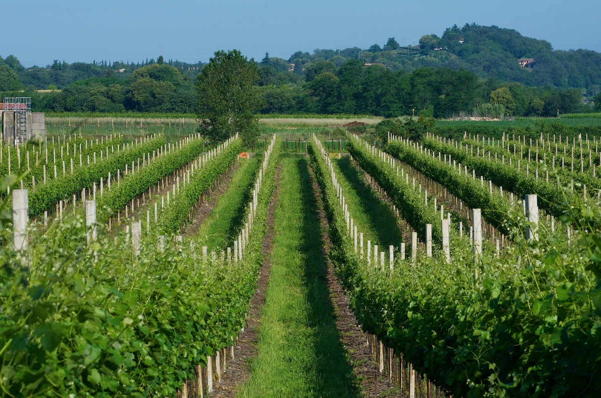Vino Lugana DOC vigne - inLombardia