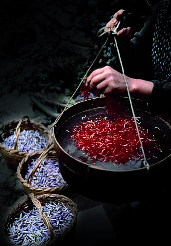Zafferano dell'Aquila PDO (Saffron) - ARSSA Abruzzo