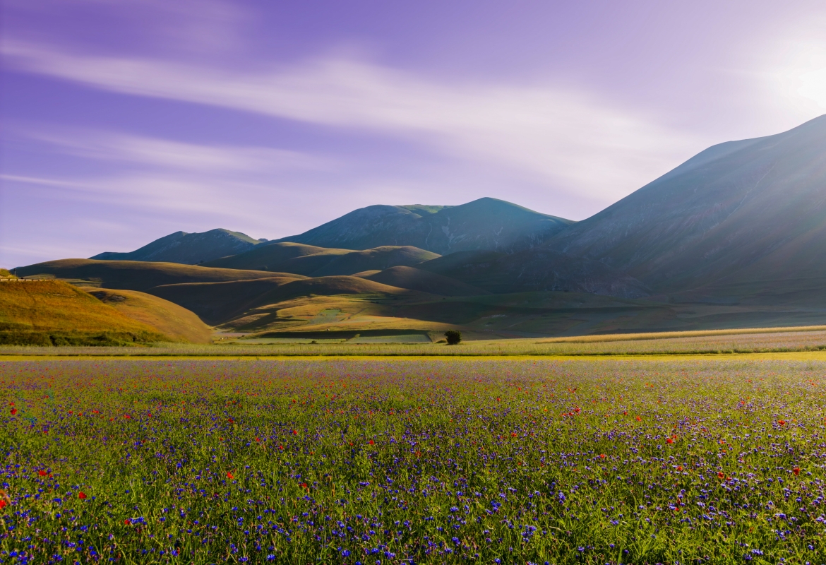 Pian Perduto - flowering - Regione Marche