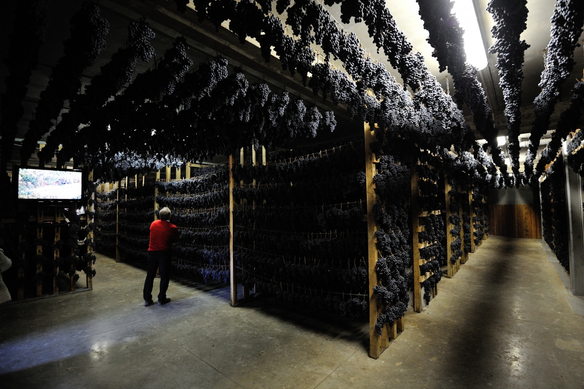 Withering of grapes for the preparation of Vernaccia di Serrapetrona DOCG wine - Regione Marche