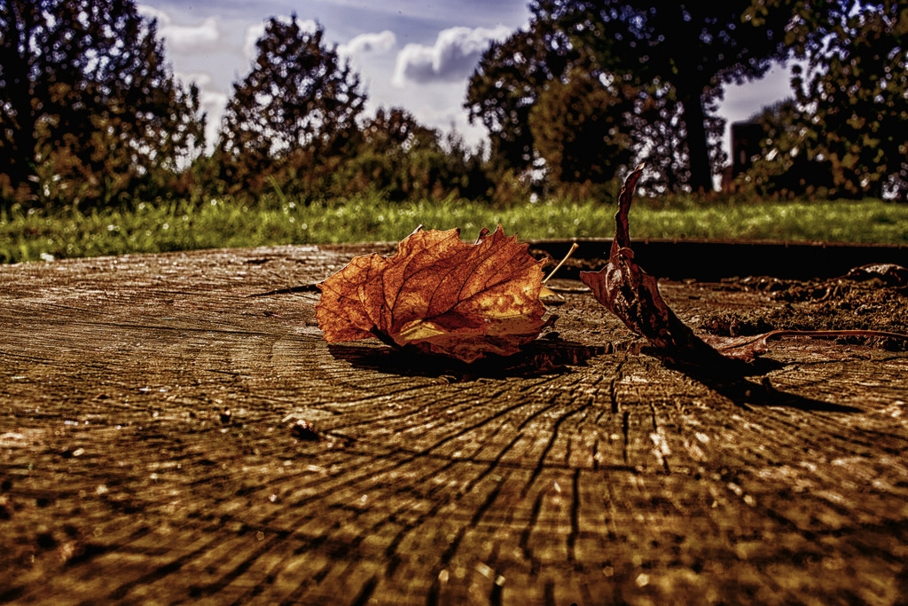 Scorcio d'autunno - Giovanna molinari