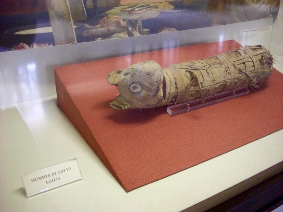 Mummia felina egizia - Clawsb