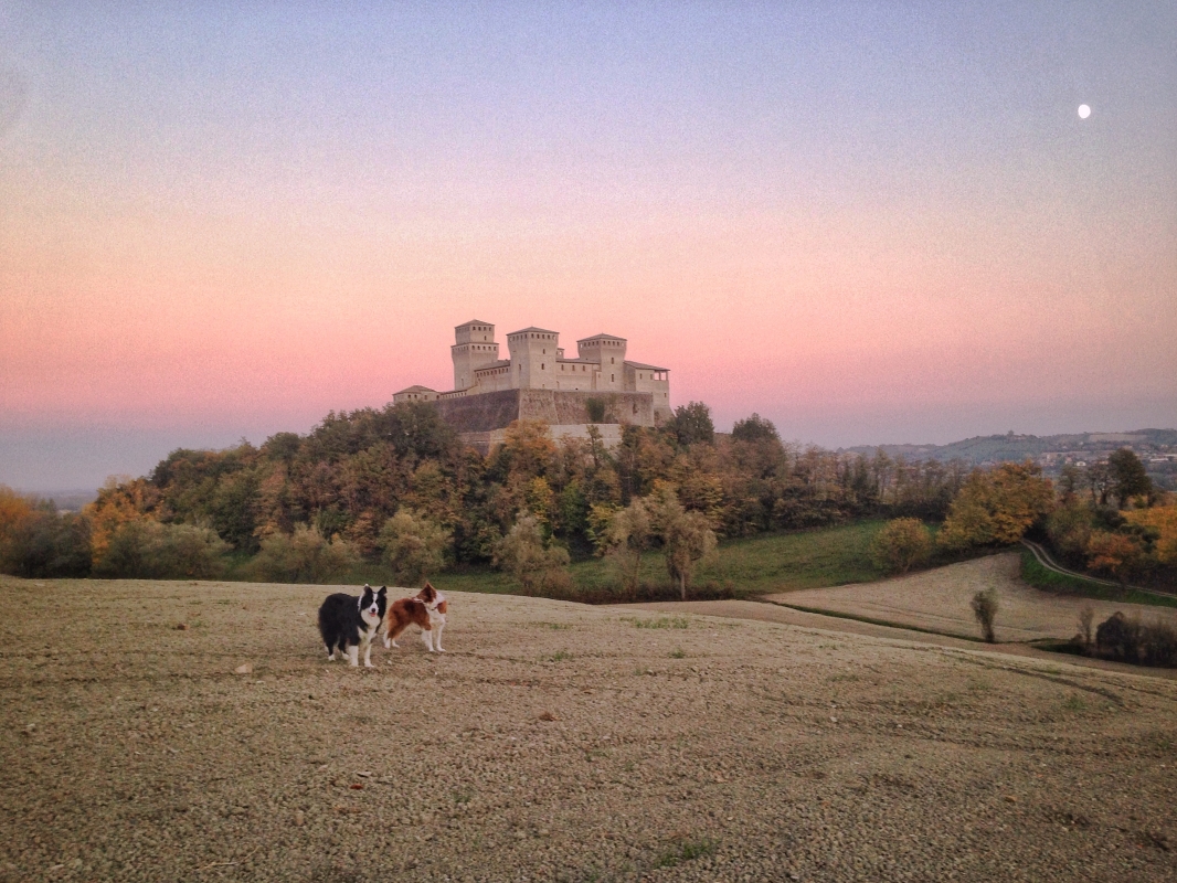 Castello di Torrechiara, dalla collina con cani - Assapora Parma