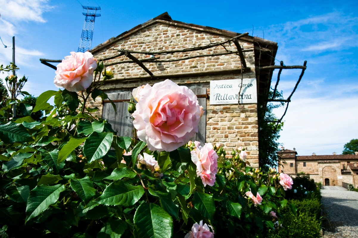 the roses of the Antica Corte Pallavicina - Alessandro Gandolfi