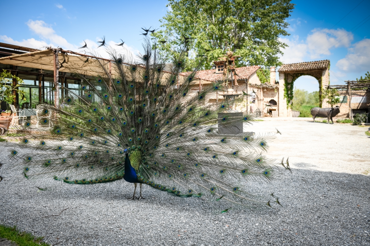 Peacocks at court - Luca Rossi