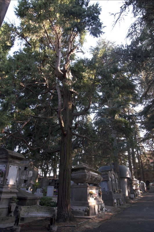 Cimitero albero - Roberto Marconi 62