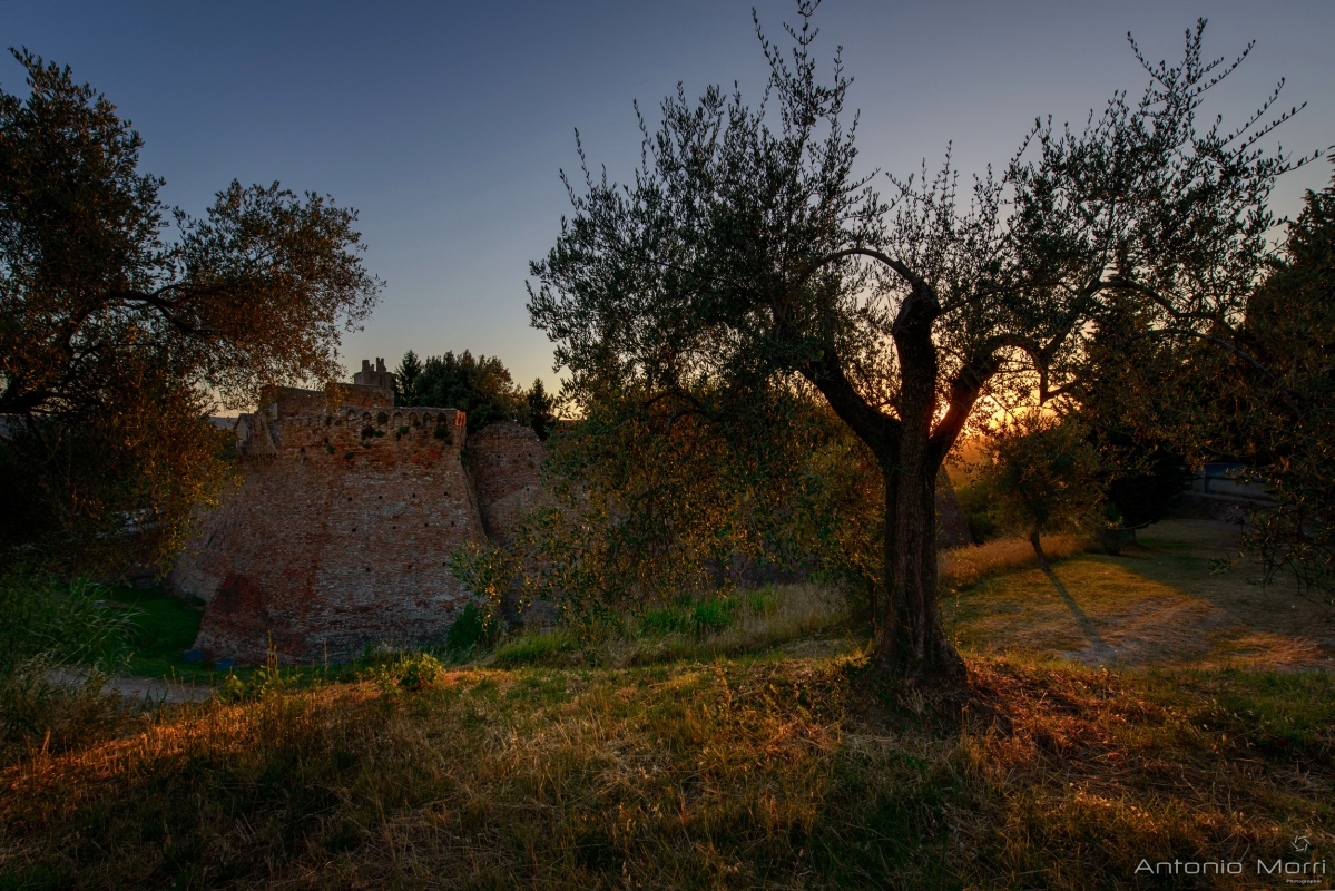 Olive trees at the castle - Antonio Morri