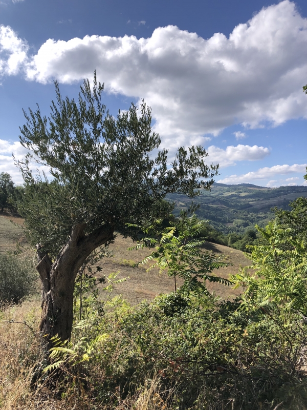 Landscape between Montemaggio a Sant’Igne (S.Leo) - Francesca Pasqualetti