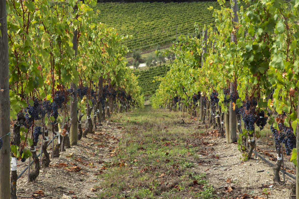 Vineyard in Radda in Chianti - Simone Antonazzo / ENIT SpA