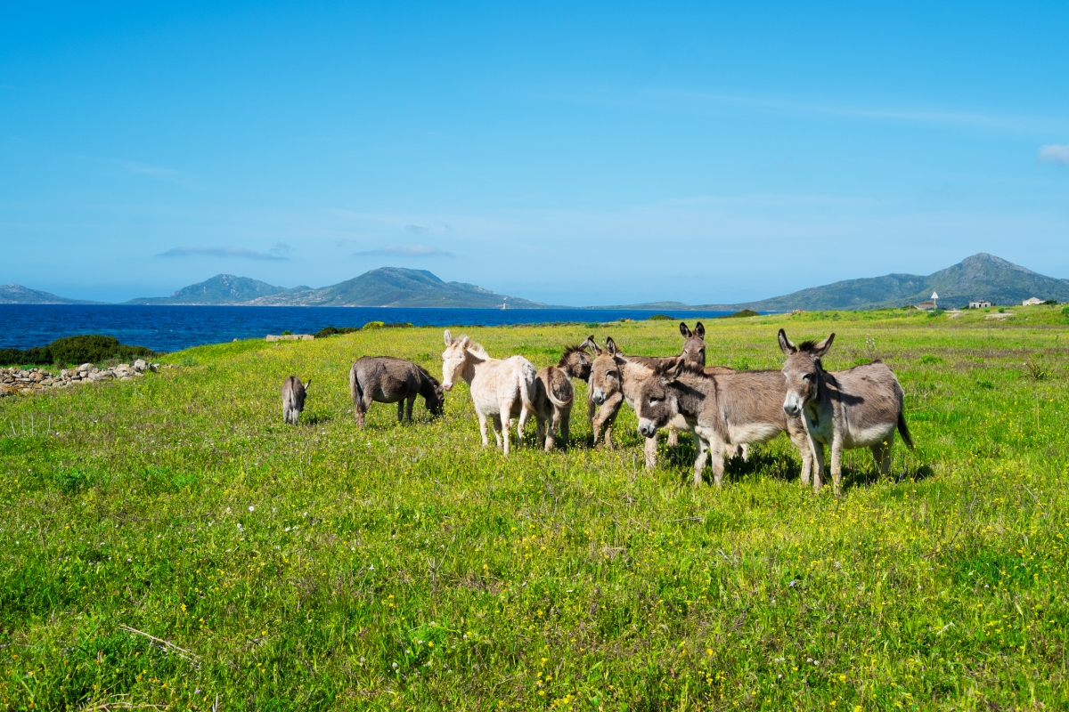 Asinelli al Parco Nazionale dell'Asinara - Elisa Locci