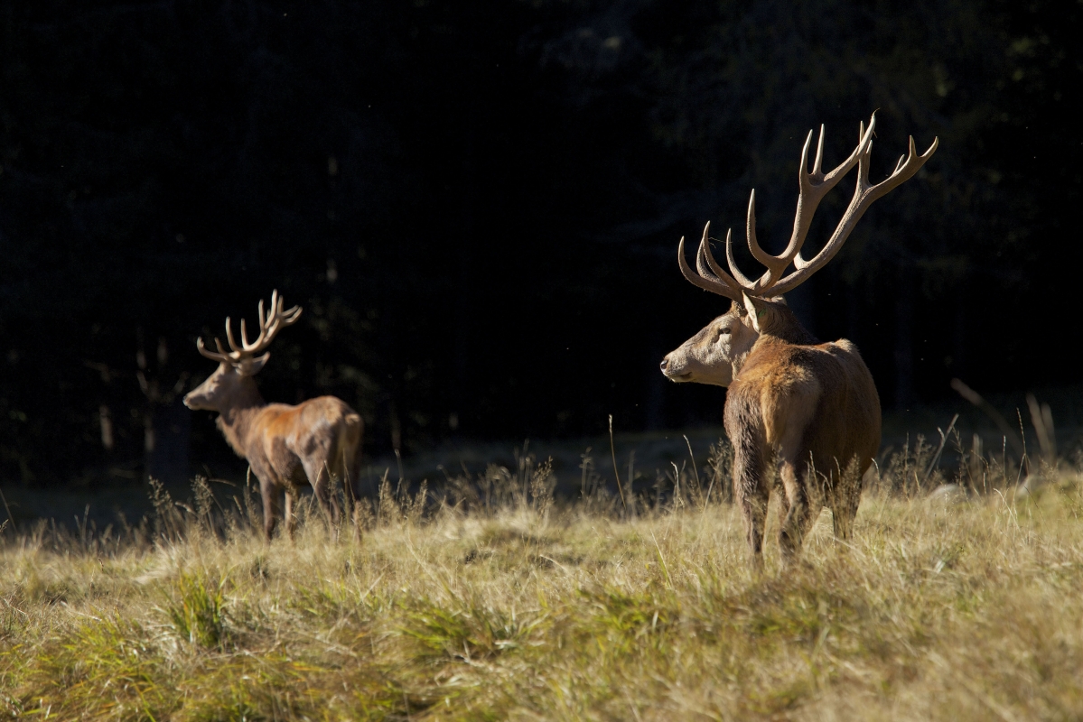 Cervi nel Parco di Paneveggio - Trentino Sviluppo S.p.A. - Marco Simonini