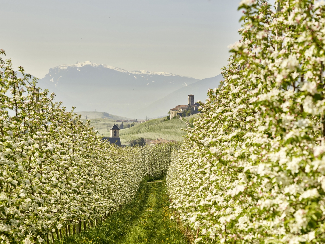 Castel Valér and apple orchards - Trentino Sviluppo S.p.A. - Carlo Baroni