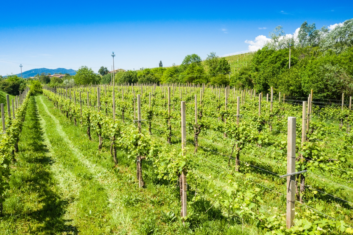Colline del Prosecco di Conegliano e Valdobbiadene - ENIT SpA
