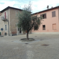 Piazza ulivo intera - Maurolattuga