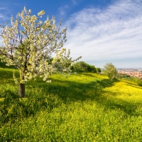 Spring in Pellegrino Park - Ugeorge - Bologna (BO) 