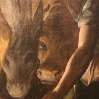 Luca cambiaso, adorazione dei pastori, 1565-70, da s. domenico 07 bue e asinello - Sailko - Bologna (BO)