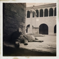 Cats al chiostro - Immacastello - Bologna (BO)