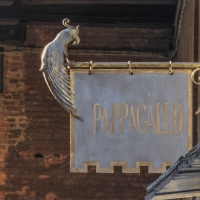 Il Pappagallo - Maurizio rosaspina - Bologna (BO)