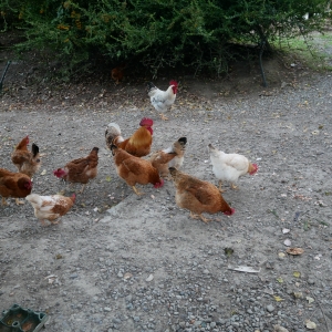 immagine da FATTORIA QUERCIA