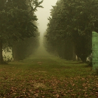 La nebbia avvolge il viale dei cento cavalieri nel parco di Villa Silvia - Luca Spinelli Cesena