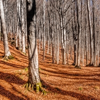 Sentieri di foglie tra le foreste casentinesi - Francesco-1978