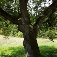 L'albero vicino l'Abbazia foto di Marco Musmeci