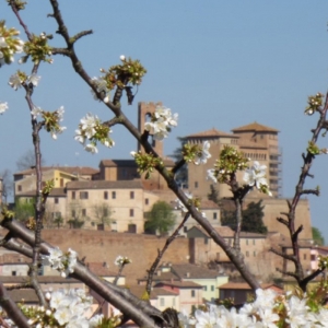 Castello Malatestiano di Longiano - Castello con ciliegio foto di: |Emiliano Ceredi| - Archivio Fondazione
