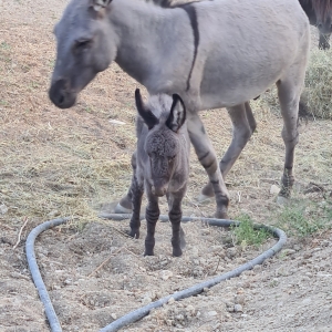 immagine da AGRITURISMO LE LUCCIOLE